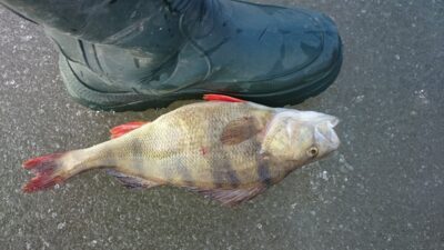 Eurasian perch, 0.9 kg — Sartai