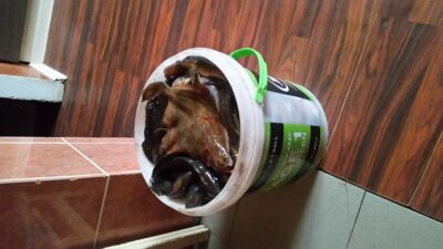 Common goby, 17.6 kg