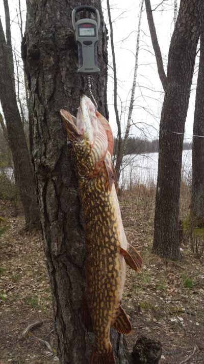 Northern Pike, 5.0 kg — Kiaunas