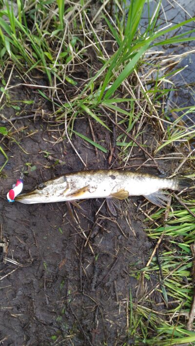 Northern Pike, 0.4 kg — Lėvuo