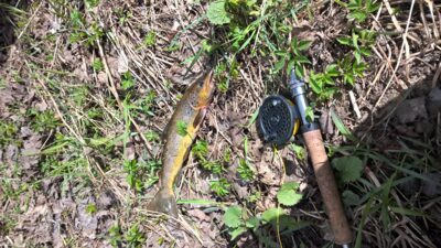 Brown Trout