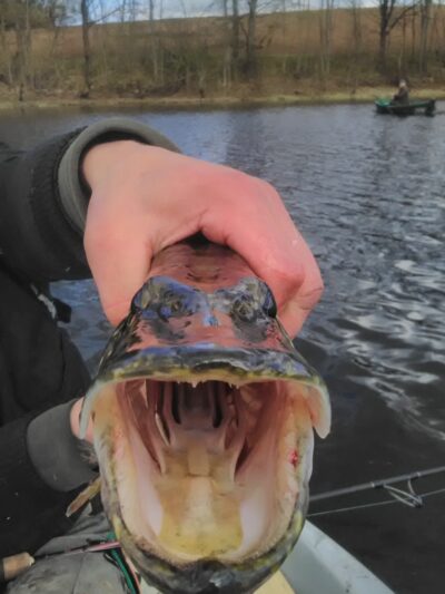 Northern Pike, 1.8 kg