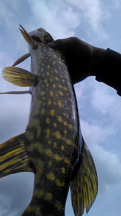 Northern Pike
