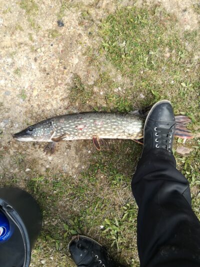 Northern Pike, 1.9 kg — Paežerių