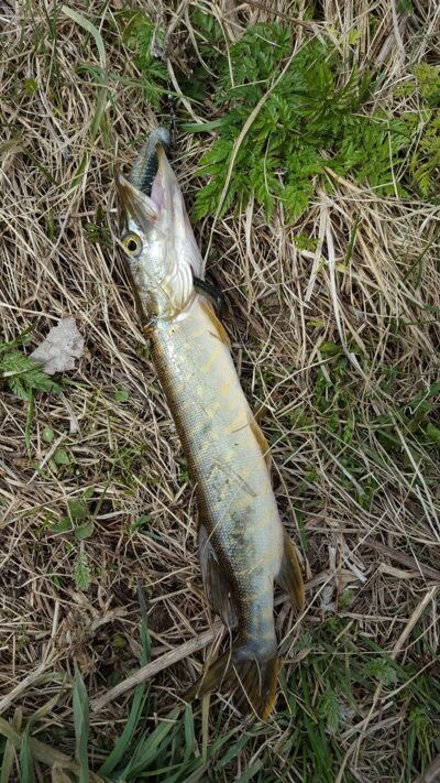 Northern Pike