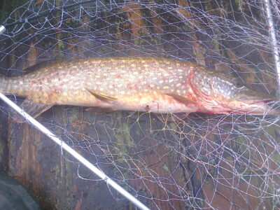 Northern Pike, 2.1 kg — Kretuonas