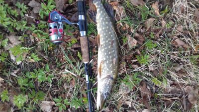 Northern Pike, 0.8 kg
