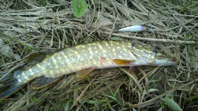 Northern Pike — Šventoji