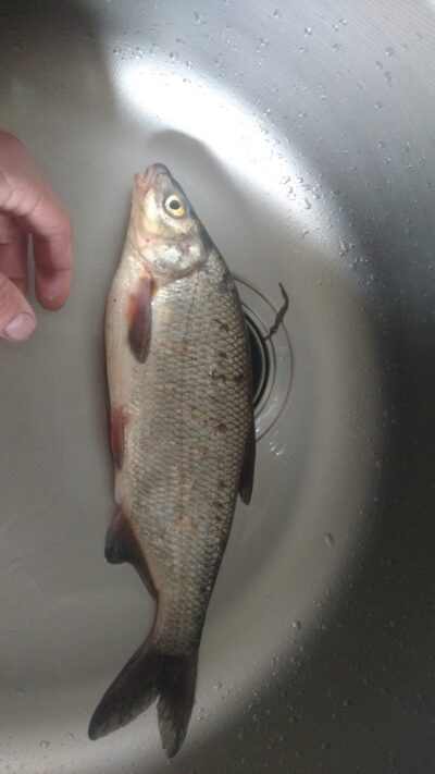 Zarte, 0.7 kg — Neris River