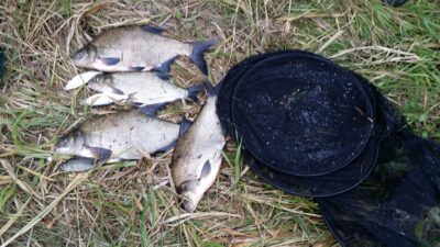 Carp bream ×4 — Neris River