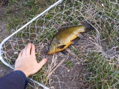 Tench, 0.4 kg