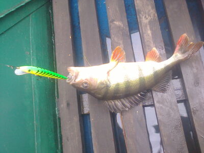 Eurasian perch, 0.5 kg — Ilgis