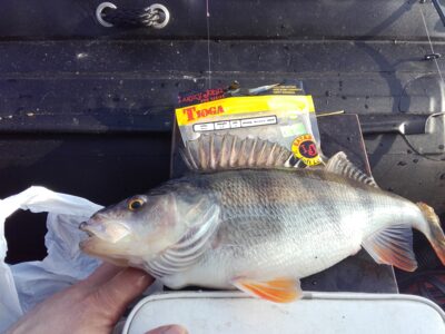 Eurasian perch, 0.6 kg