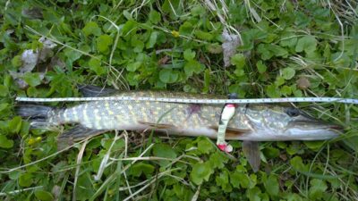 Northern Pike, 0.7 kg — Šventoji