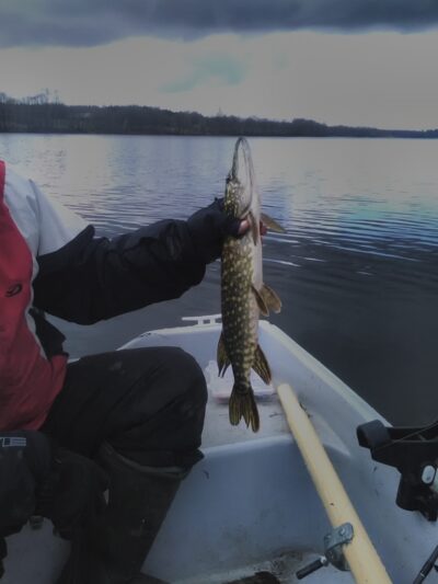 Northern Pike
