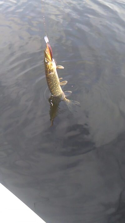 Northern Pike