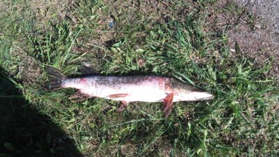 Northern Pike, 1.8 kg — Arimaičių