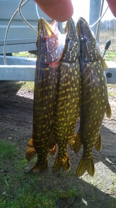 Northern Pike ×3 — Asveja