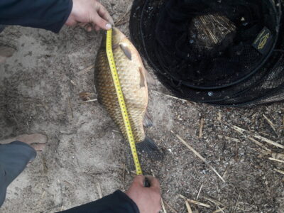 Crucian carp, 1.7 kg