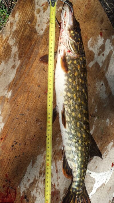 Northern Pike, 0.8 kg — Kiaunas