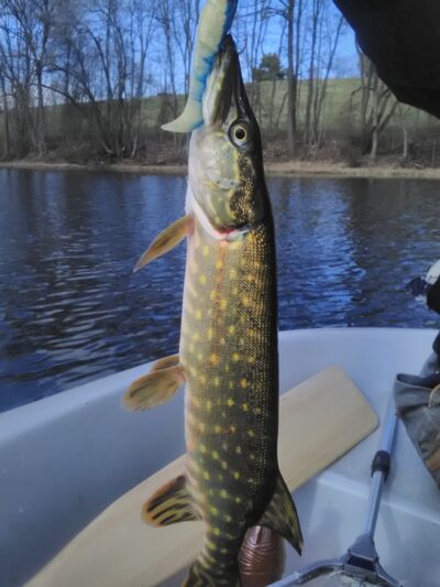 Northern Pike