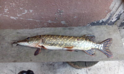 Northern Pike, 0.8 kg — Gilužis