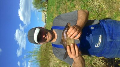 Crucian carp