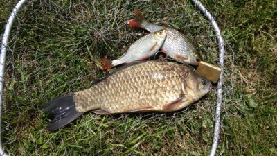 Crucian carp, 1.2 kg