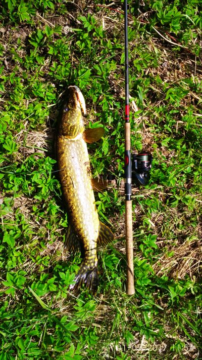 Northern Pike, 3.1 kg — Neris River