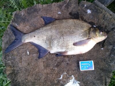 Carp bream, 1.3 kg