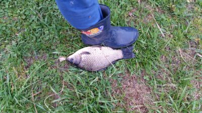 Prussian carp, 0.4 kg