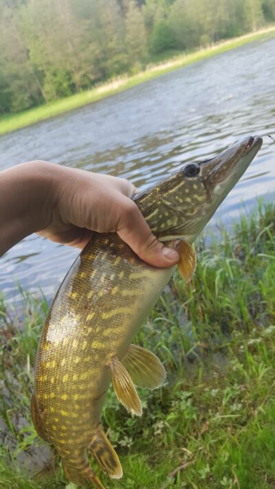 Northern Pike