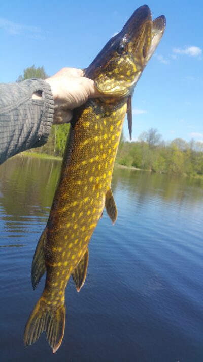 Northern Pike, 1.7 kg — Greičiūnų