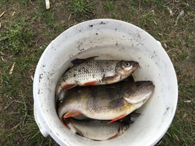 Eurasian perch — Neman River
