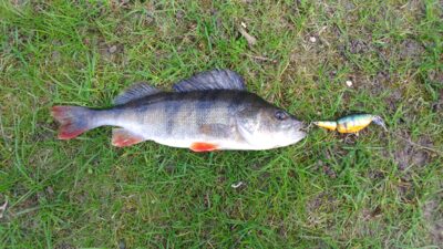 Eurasian perch, 0.5 kg