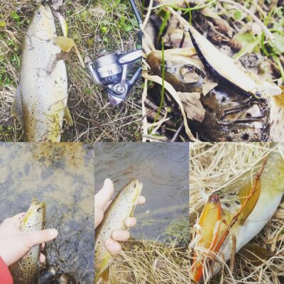 Brown Trout
