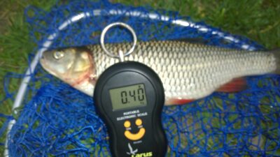 chub, 0.4 kg — Šventoji
