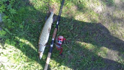 Northern Pike, 1.0 kg — Lukštynas