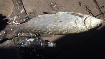 Asp, 3.7 kg