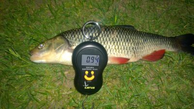 chub, 0.9 kg — Šventoji
