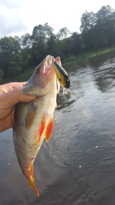 Eurasian perch