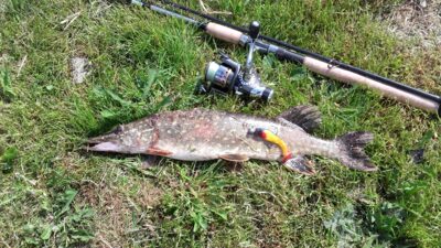 Northern Pike, 0.9 kg — Gudelių