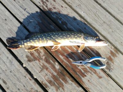 Northern Pike, 0.6 kg — Talkša