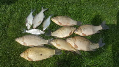 Prussian carp