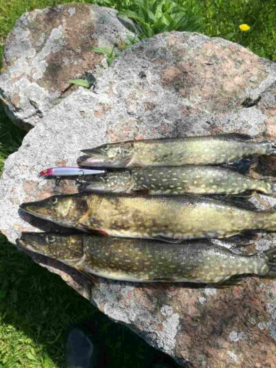 Northern Pike ×4 — Tramys II-asis
