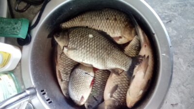 Crucian carp ×6