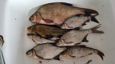 Carp bream ×7