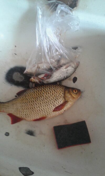 Rudd, 0.6 kg