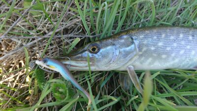 Northern Pike