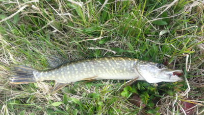 Northern Pike, 1.0 kg